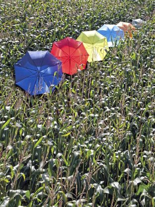 Automatic Umbrella With Wooden Handle